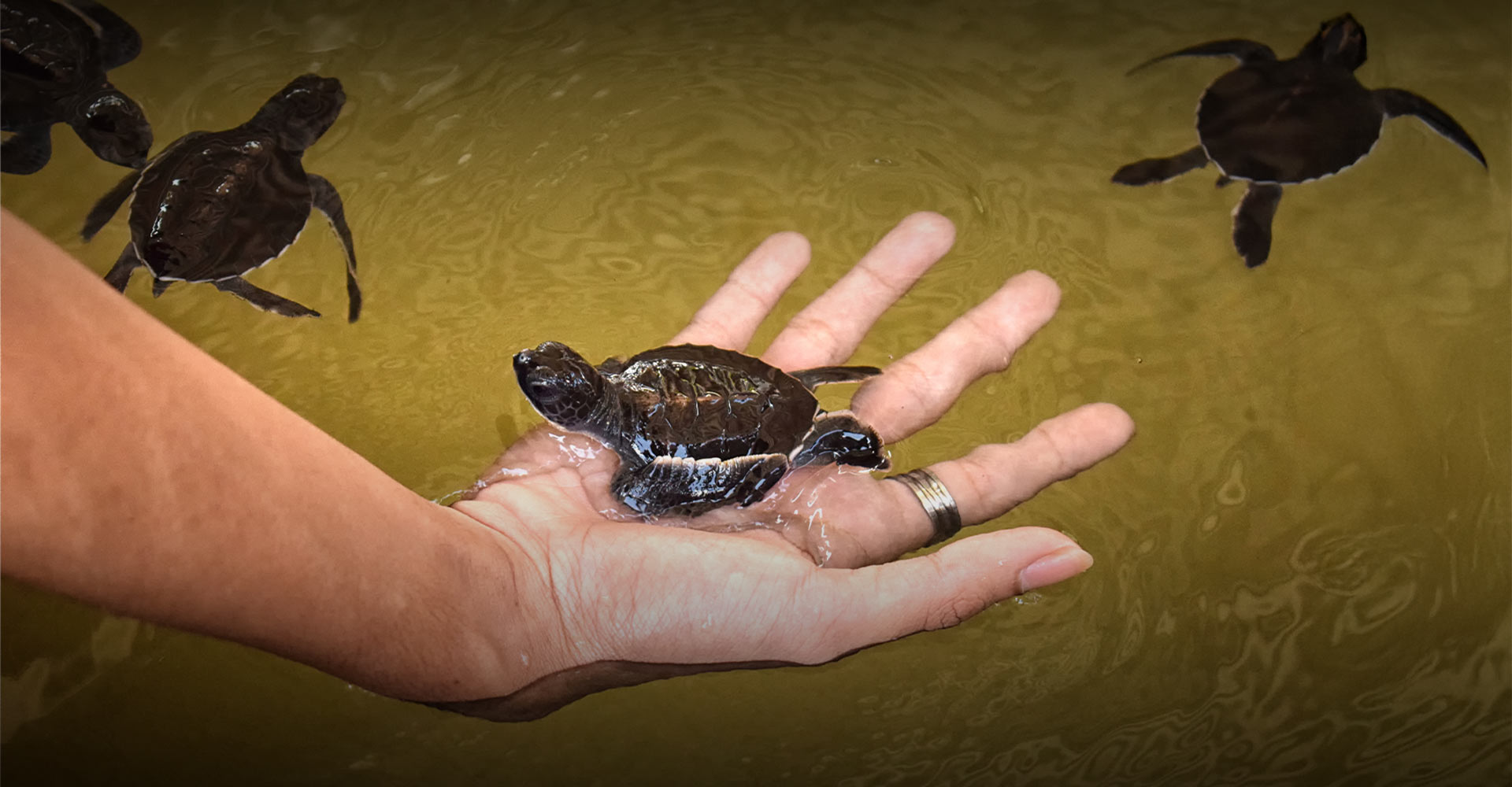 Swimming and Feeding Turtles
