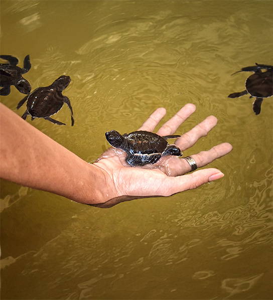 Swimming and Feeding Turtles