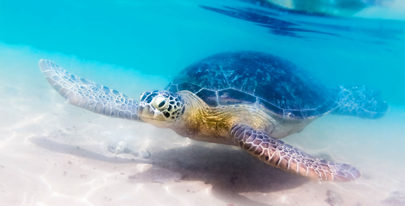 Swimming and Feeding Turtles