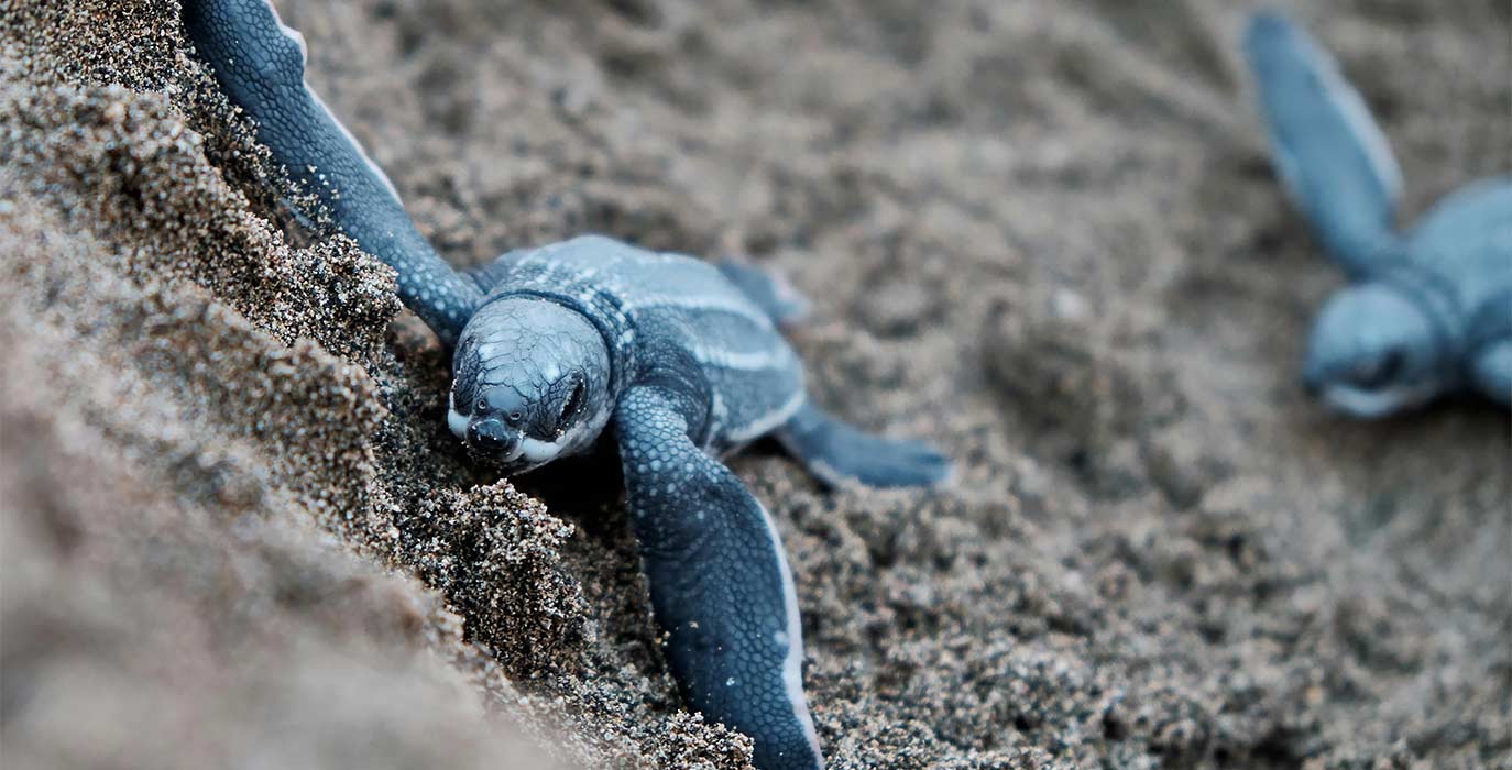 Swimming and Feeding Turtles