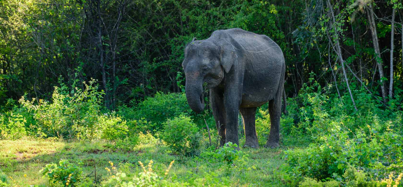 Udawalaww National Park
