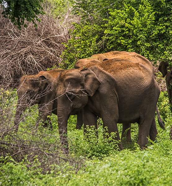 Udawalaww National Park