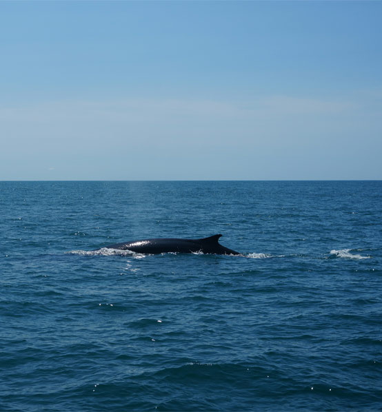 Whale Watching
